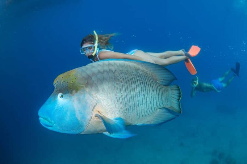 Cairns: Great Barrier Reef Cruise & 10 Minute Helicopter - Why This Tour Stands Out