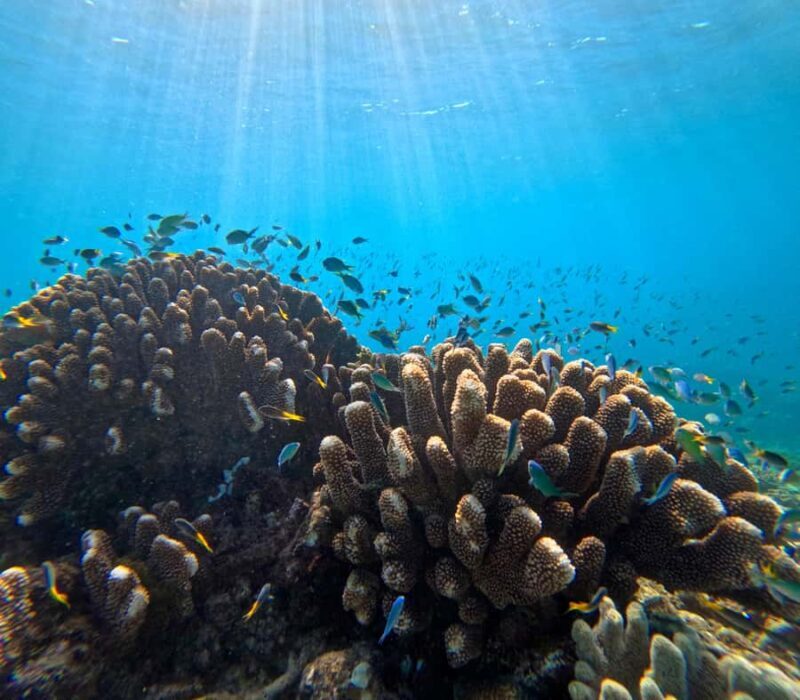 Cairns: Great Barrier Reef Half-Day Snorkelling Tour - An Honest Look at the Experience