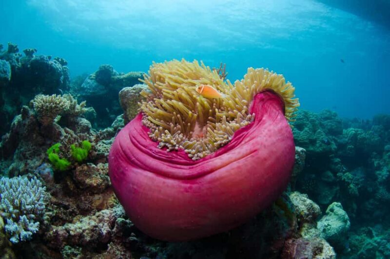 Cairns: Great Barrier Reef Overnight Snorkelling Boat Trip - Key Points