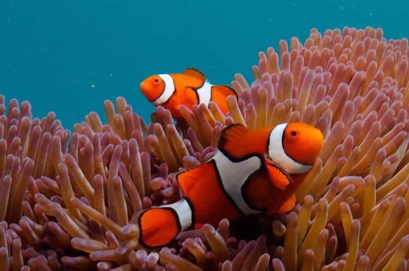 Cairns: Great Barrier Reef Overnight Snorkelling Boat Trip - Practical Details and Tips