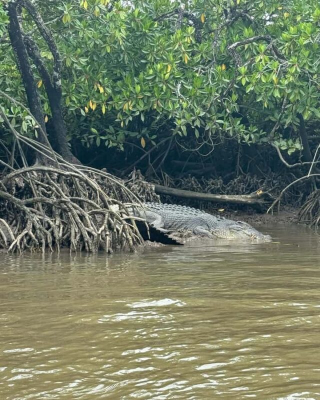 Cairns: Guided Jetski Tour 30 or 60 min - Why This Tour Works Well
