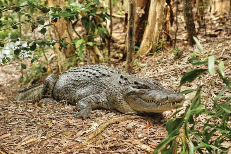 Cairns: Hartley's Crocodile Adventures Visit with Transfer - Who Should Consider This Tour?
