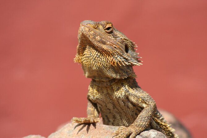 Cairns Koalas & Creatures at the Pier - FAQ