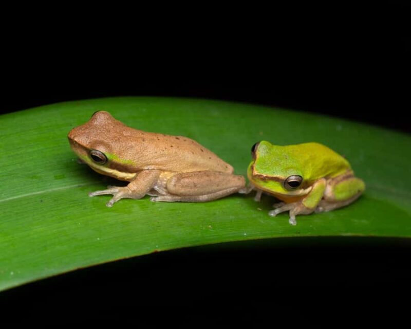 Cairns: Night Walk in Cairns Botanic Gardens - Final Thoughts