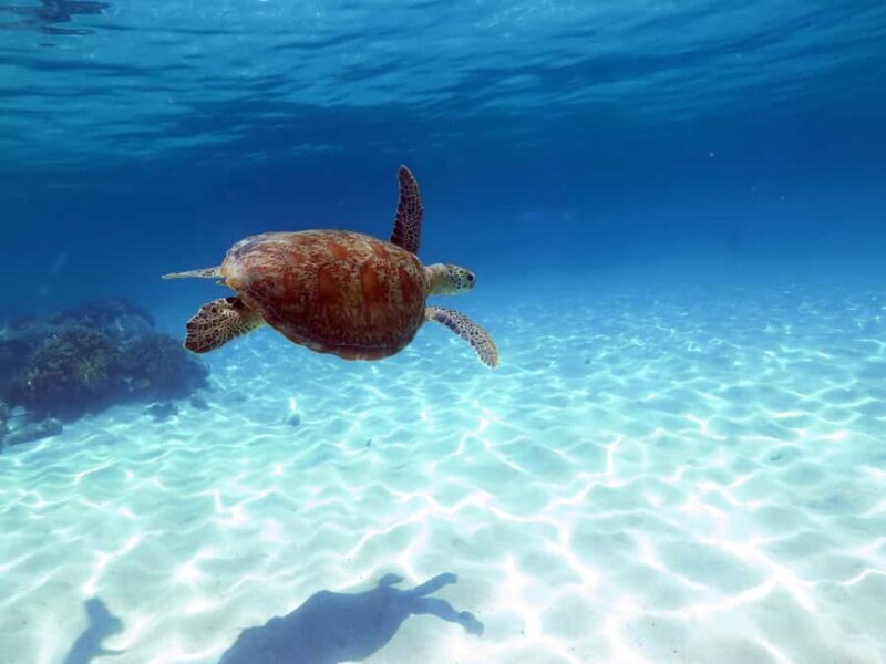 Cairns: Ocean Spirit Great Barrier Reef Full Day Tour - Key Points