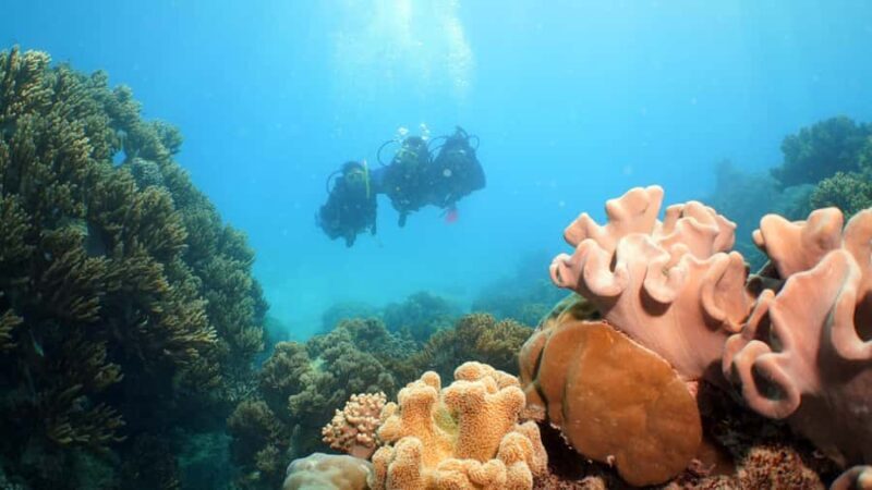 Cairns: Ocean Spirit Great Barrier Reef Full Day Tour - The Value of the Tour
