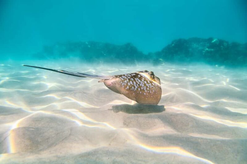 Cairns: Outer and Coral Cay Snorkel and Dive Cruise - Why This Tour Might Be a Great Choice