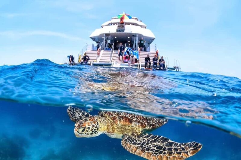 Cairns: Outer Great Barrier Reef Full-Day Tour with Lunch - Who Would Love This Tour?
