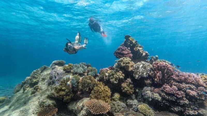 Cairns: Premium Snorkelling and Diving Reef Day Trip - FAQs