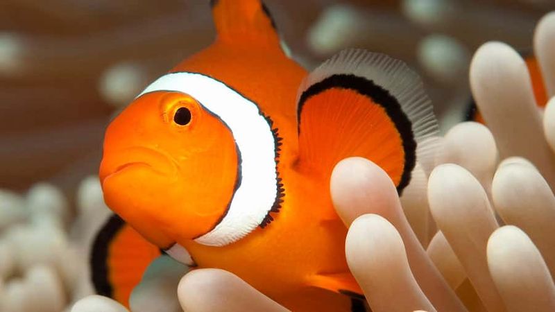 Cairns: Premium Snorkelling and Diving Reef Day Trip - Scuba Time: For First-Timers and Qualified Divers