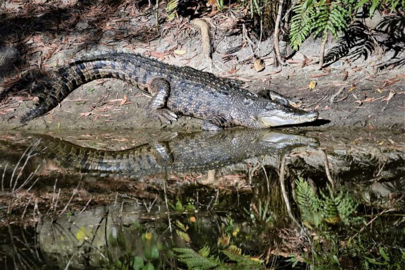 Cairns Shore Excursion: Crocodile & Wildlife Park Tour - FAQ