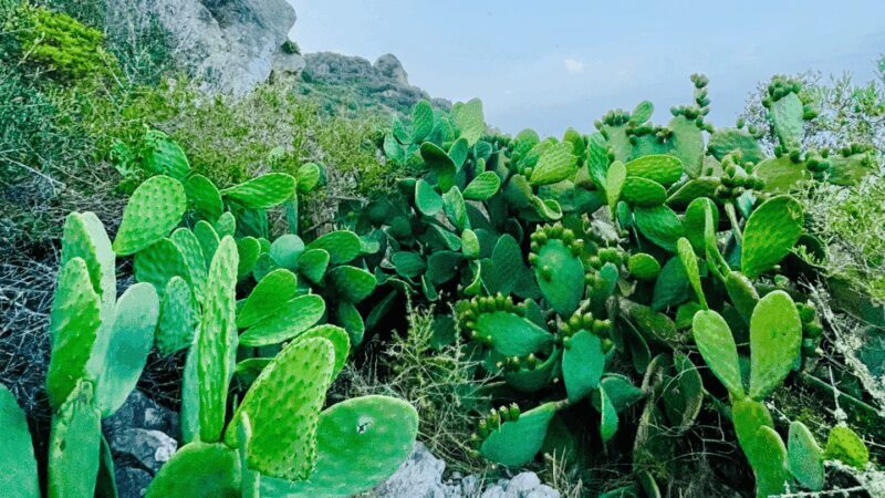 Cala Millor: "Cavemen", cave on a mountain,fun game and hike - Who This Tour Is Best For