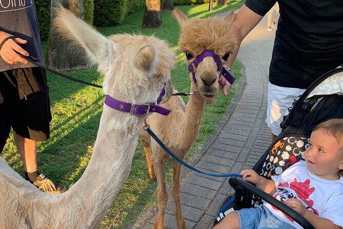 Calabrian Alpacas Sunset Beach Experiences Pizzo VV AlpacSelfies - An Honest Look at the Experience
