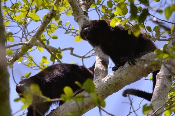 Calakmul, Ancient Maya City from Bacalar or Chetumal - FAQs
