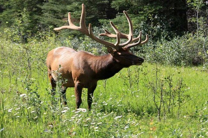 Calgary: Columbia Icefield Adventure, Skywalk and Peyto Lake Tour - FAQs