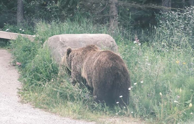 Calgary:Moraine Lake Sunrise & Lake Louise & Wildlife Safari - Key Points