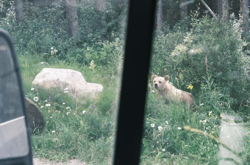 Calgary:Moraine Lake Sunrise & Lake Louise & Wildlife Safari - Value for Money