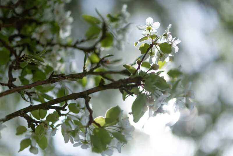 Calvados: the art of making Coquerel Calvados and Normindia Gin - The Value for Your Money