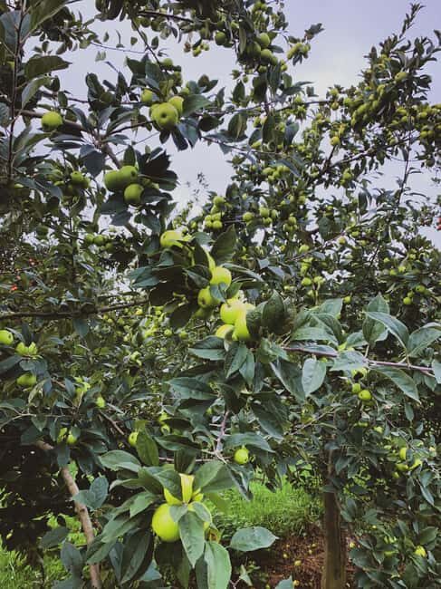 Calvados: the art of making Coquerel Calvados and Normindia Gin - Who Would Enjoy This Tour?