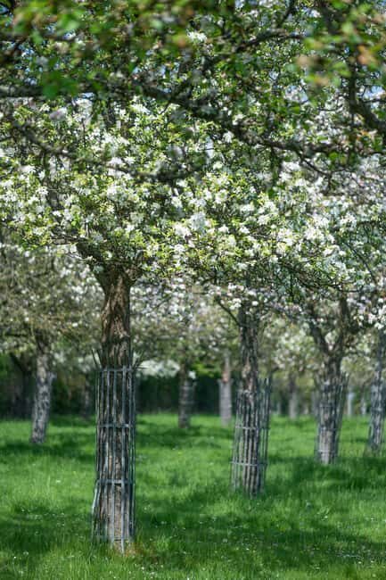 Calvados: the art of making Coquerel Calvados and Normindia Gin - Final Thoughts