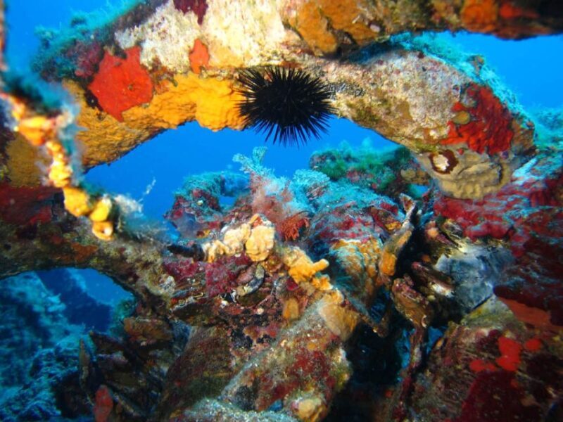 Calvi: PE12 Certificate Diving Lessons with Instructor - The Meeting Point & Practicalities