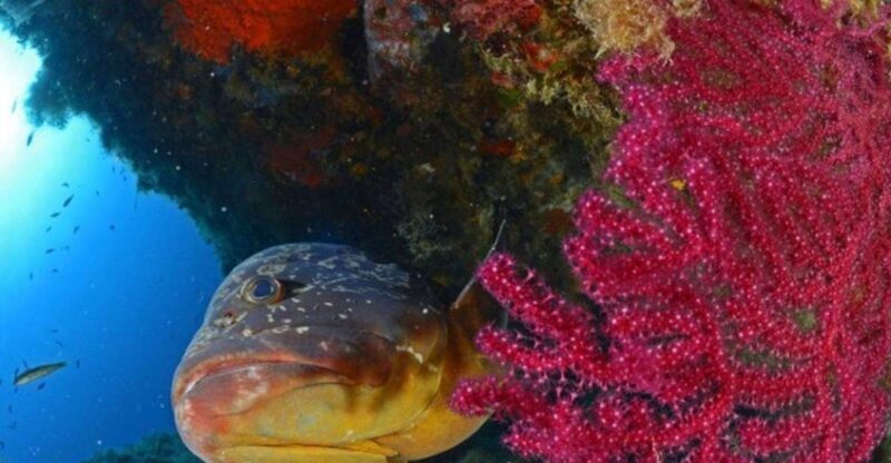 Calvi: PE12 Certificate Diving Lessons with Instructor - FAQ