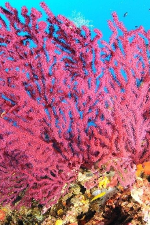 Calvi: Pointe de la Revellata Snorkeling Boat Tour - The Scenic Boat Ride and Coastal Views