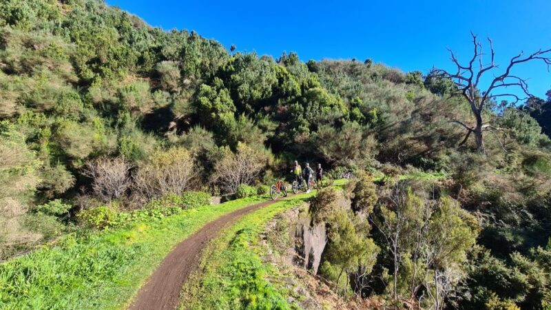 Camacha: Levada Trail e-Bike Guided Tour - Who Should Consider This Tour?