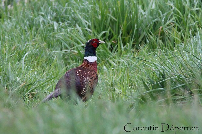Camargue 4x4 Safari 2 hours Saintes Maries de la Mer - The Real Experience: What Travelers Say