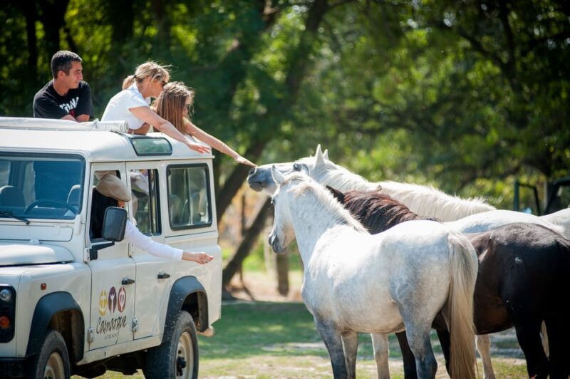 Camargue: Half-Day 4x4 Guided Safari Adventure - The Value for Money