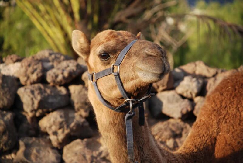 Camel Experience - What’s Included? And What Isn’t?