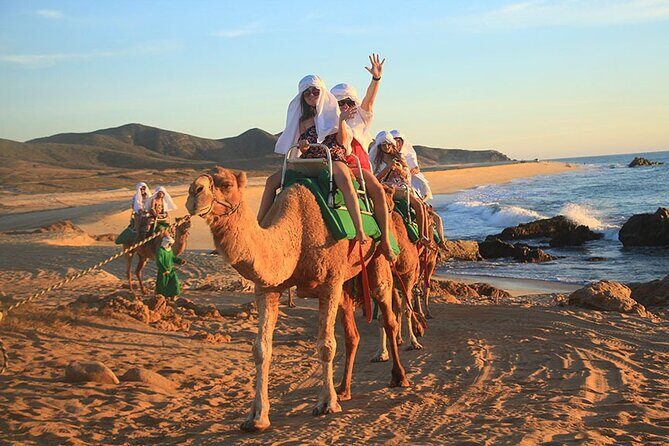 Camel Ride On The Beach at Los Cabos - Key Points