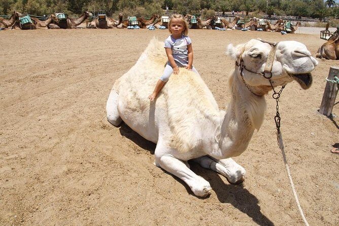 Camel Riding in Maspalomas Dunes - FAQ