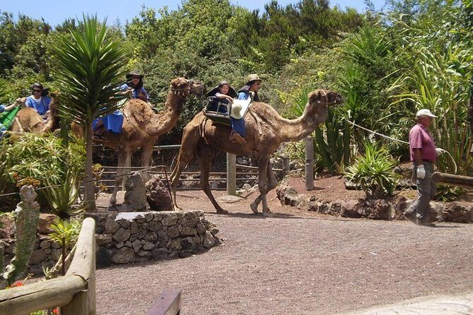 Camel Riding Tour at El Tanque, Tenerife - FAQs
