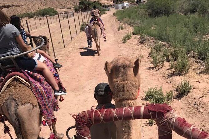 Camel Safari - Camel Ride and Zoo Tour - FAQ