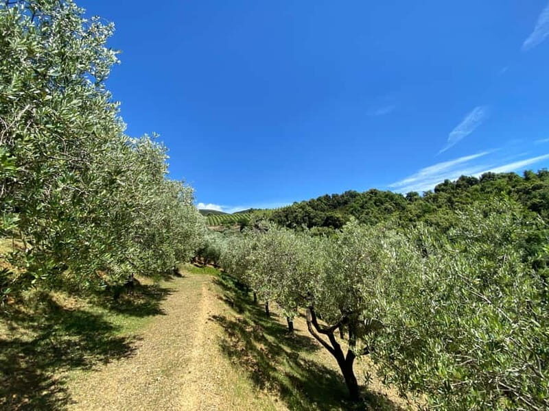 Camerota: Guided wine tasting - Key Points