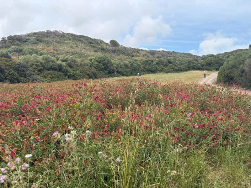 Camí de Cavalls Coastal Walk: Favaritx to Es Grau - Authentic Feedback from Participants