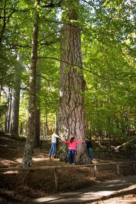 Camigliatello: Tour to the Giants Reserve & Wine Tasting - Exploring the Natural Heritage of Sila National Park