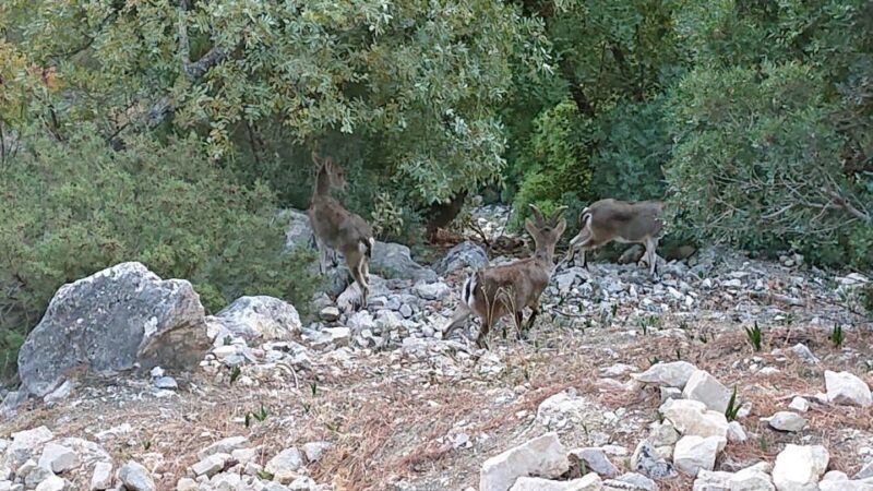 Caminito del Rey: Guided Tour with 1 Water and Shuttle Bus - FAQ
