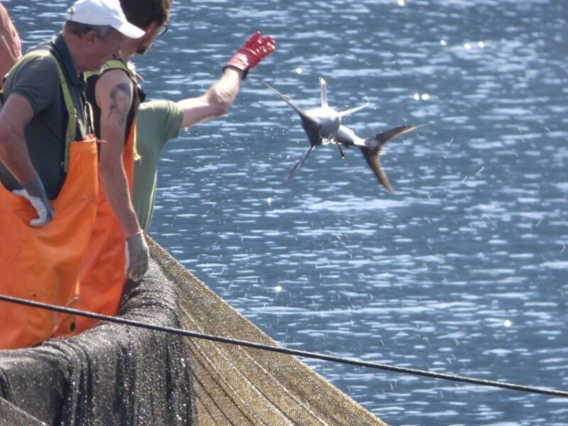 Camogli: Boat Tour on the trail of the Tonnarella - The Practical Side: What You Need to Know