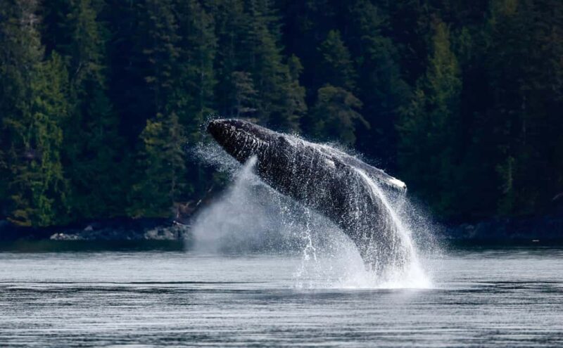 Campbell River: 4 Hour Whale & Wildlife Zodiac Boat Tour - Who Will Love This Tour?