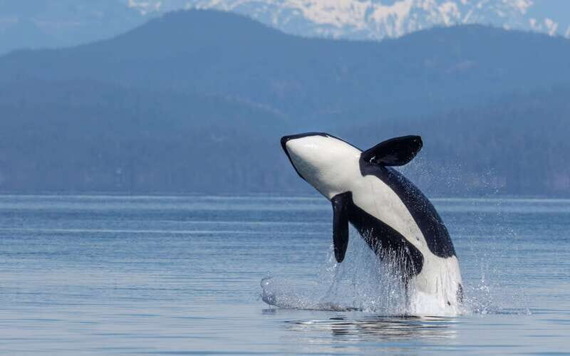 Campbell River: 4 Hour Whale & Wildlife Zodiac Boat Tour - FAQ