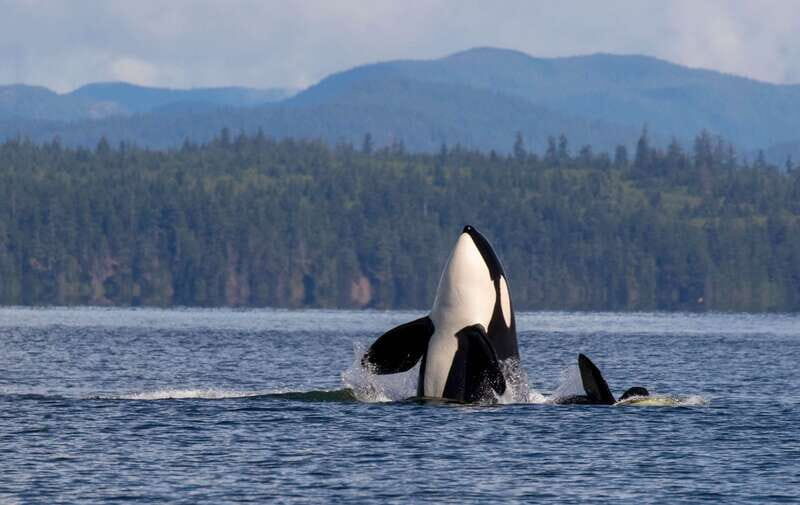Campbell River: 6 Hour Zodiac Whale Watching Tour w/ Lunch - Key Points