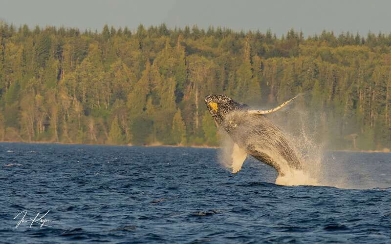 Campbell River: 6 Hour Zodiac Whale Watching Tour w/ Lunch - The Experience in Detail