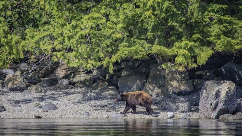 Campbell River: 7-Hour Big Animal Encounter Boat Tour - Real Traveler Feedback
