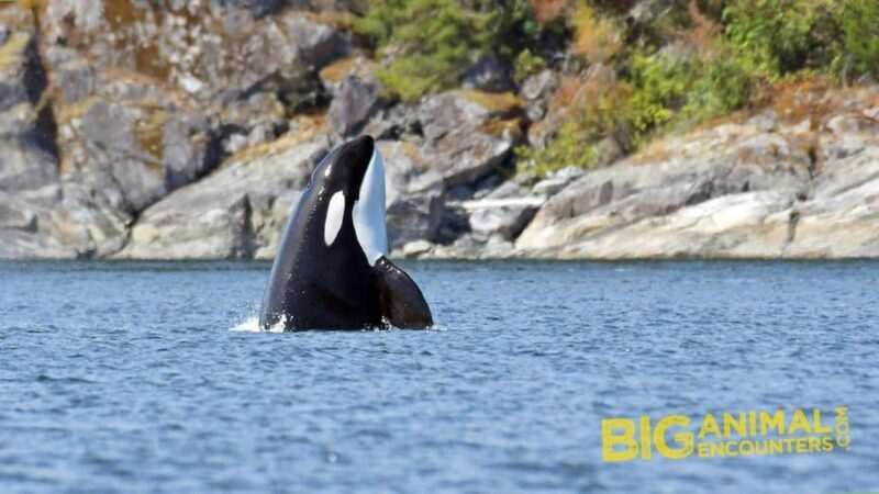 Campbell River: 7-Hour Big Animal Encounter Boat Tour - Who Is This Tour Best For?
