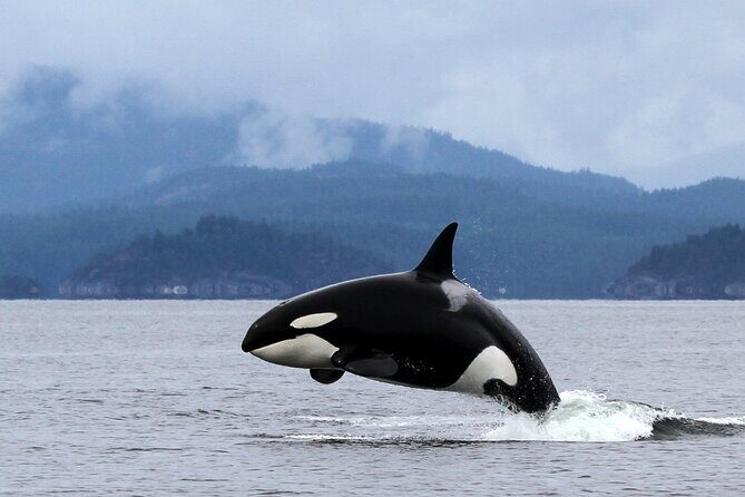 Campbell River, BC: 4 Hour Wildlife Tour Featuring Whale Watching - FAQs