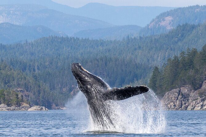 Campbell River, BC: 6 Hour Whale Watching Tour w/ Lunch Included - Key Points