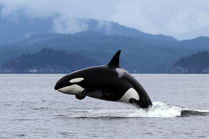 Campbell River, BC: 6 Hour Whale Watching Tour w/ Lunch Included - Who Is This Tour Best For?