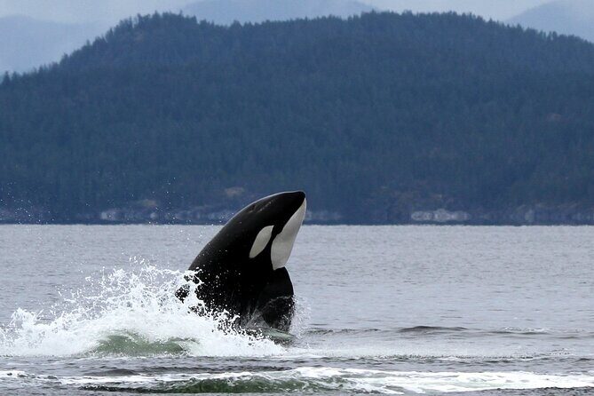 Campbell River, BC: 6 Hour Whale Watching Tour w/ Lunch Included - FAQs
